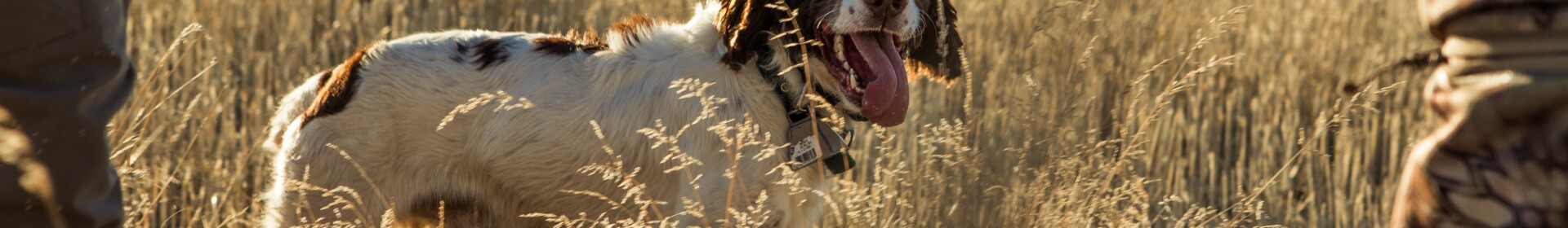 chien de chasse avec chasseurs