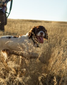 chien de chasse avec chasseurs